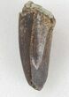 Serrated, Allosaurus Tooth With Sandstone Impression #36385-3